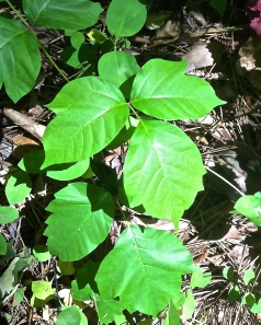 Pondering Poison Ivy Natural Remedies and Itch Relief