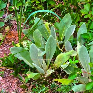 10 Survival Uses for Mullein Besides Cowboy Toilet Paper