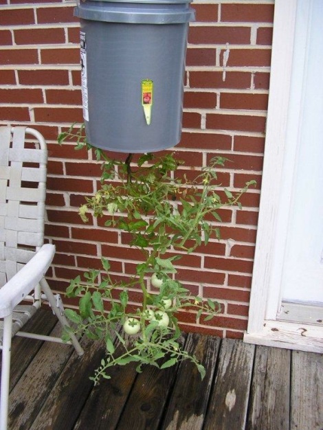 hanging bucket tomato plants, five gallon bucket planter