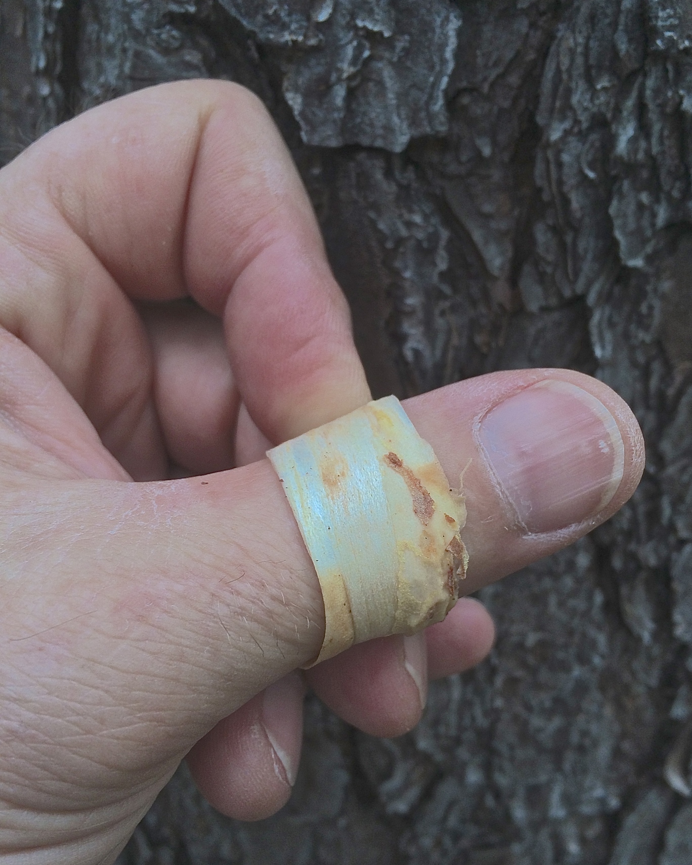 Inner bark Band Aid from the pine tree