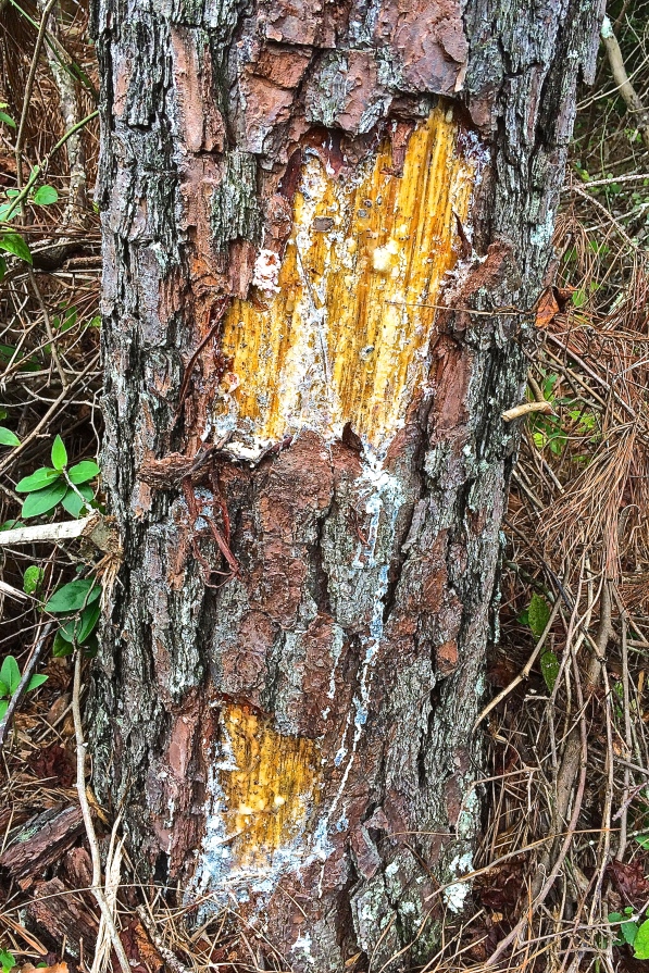 Mowers scared this tree on a power line. The white streaks are pine sap. Older sap is easier to collect when it forms a amber "ball" at a wound. 