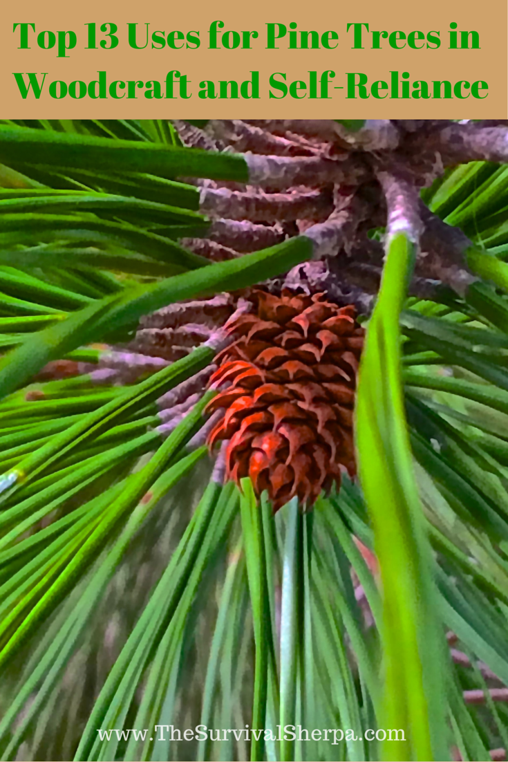 pine-tree-uses-self-reliance