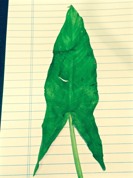 A look at the entire Arrow Arum leaf