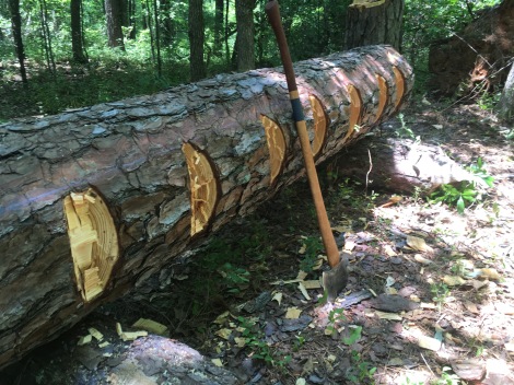 Logs to Lumber: Hand-Hewn Timber the Old Way - TheSurvivalSherpa.com